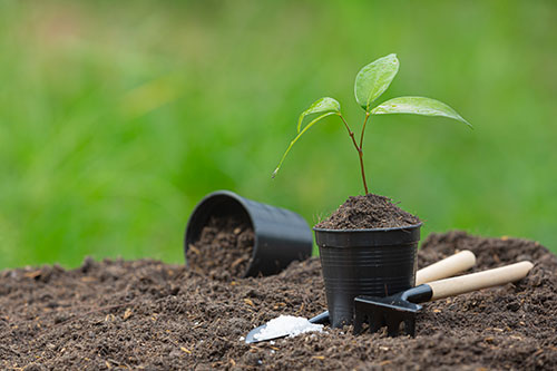 Tree Plantation